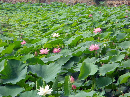 summerlotus
