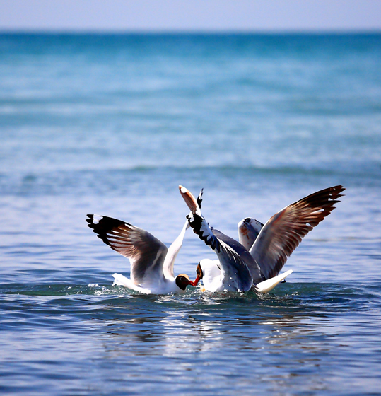 青海湖