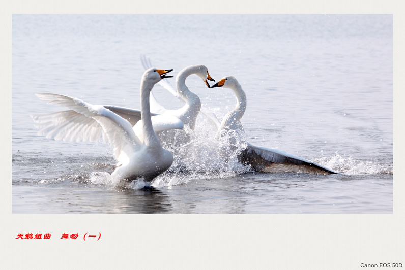 swan-1