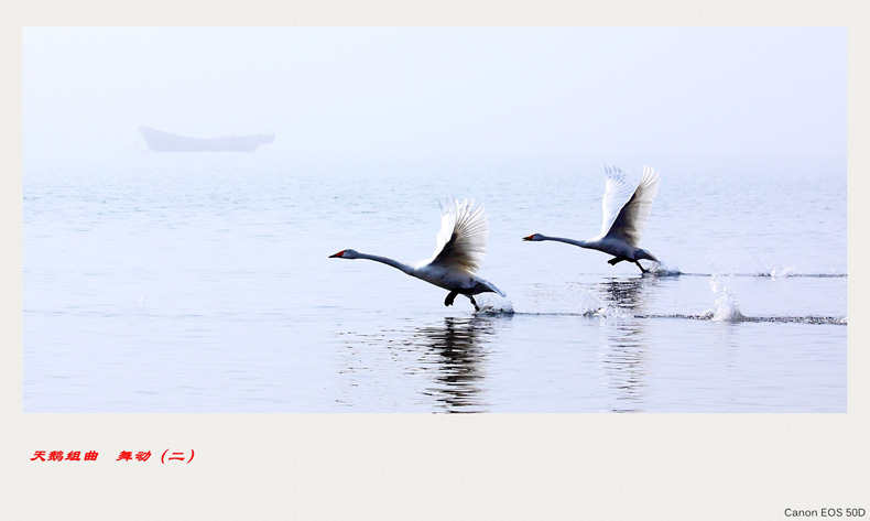 swan-2