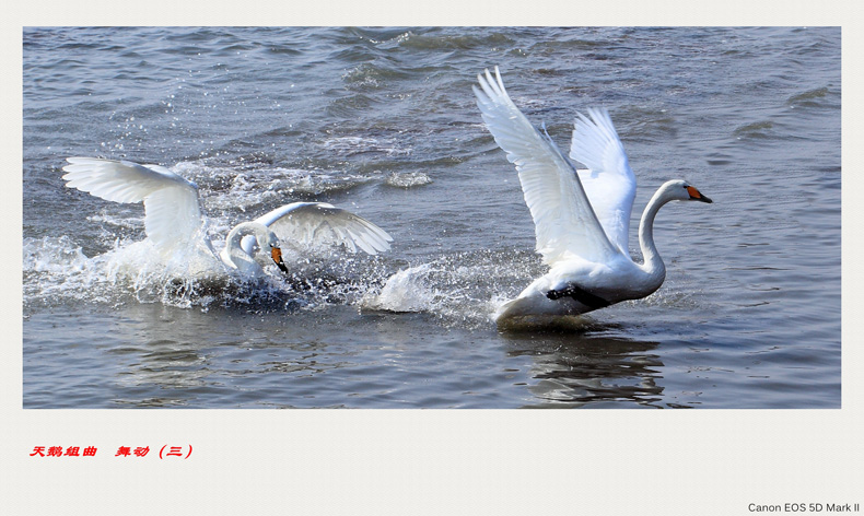 swan-3