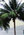 palm