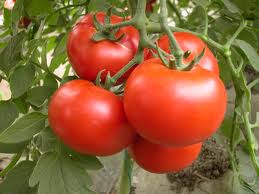 tomatoes