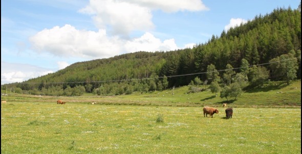 countryside