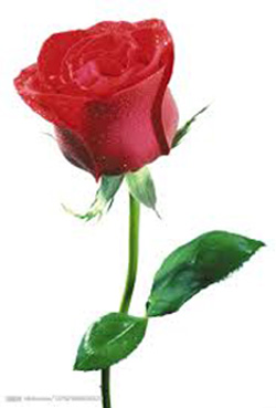 rose